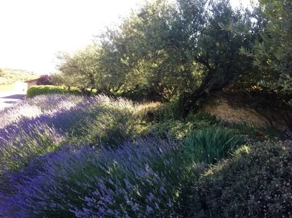 Lavendel unter Olivenbäumen
