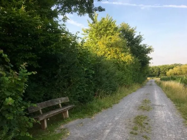 Feldweg mit einer Holzbank zwischen Sträuchern