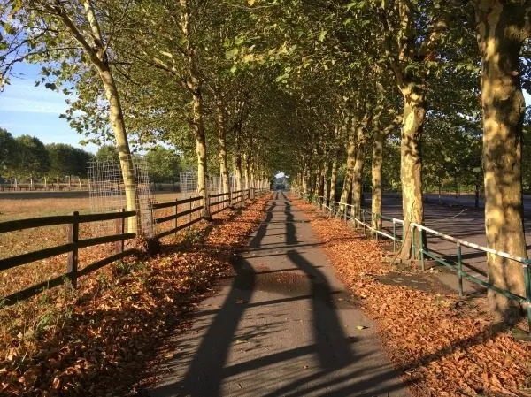 Baumallee im Herbstlicht